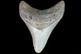 Fossil Megalodon Tooth - North Carolina #80839-1